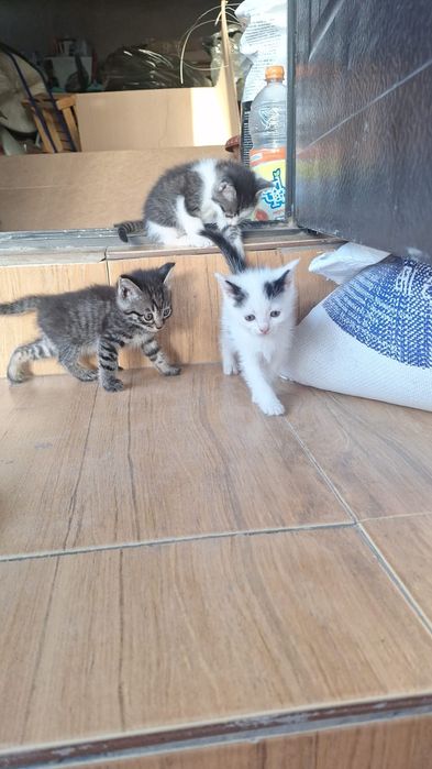Отдам бесплатно в хорошие руки