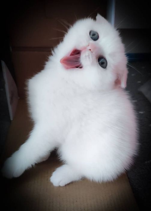 Котятки ищут дом