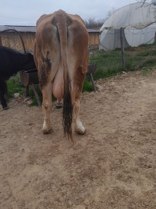 Vand vaca baltata