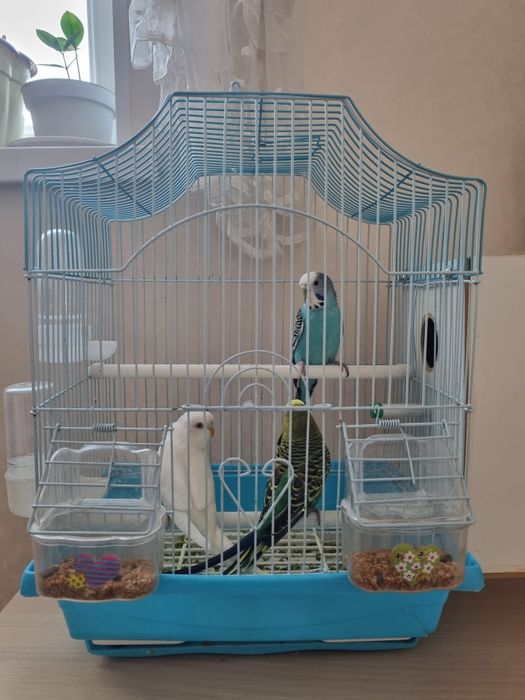 Попугай попугай..