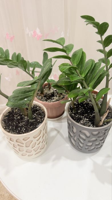 Продам фикус и замиакулька