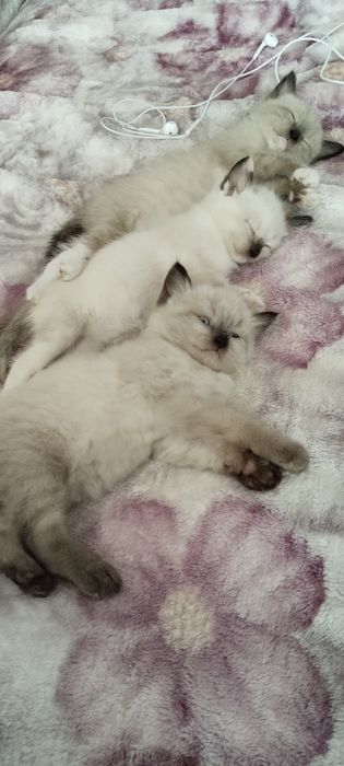 Одам котят бесплатно