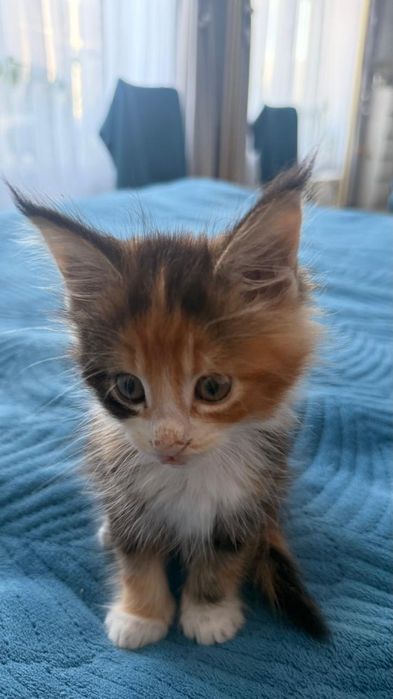Продам котят Мейн кун