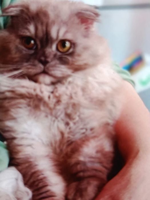 Кот Шотландский вислоухий и кошка Серебристая шиншилла