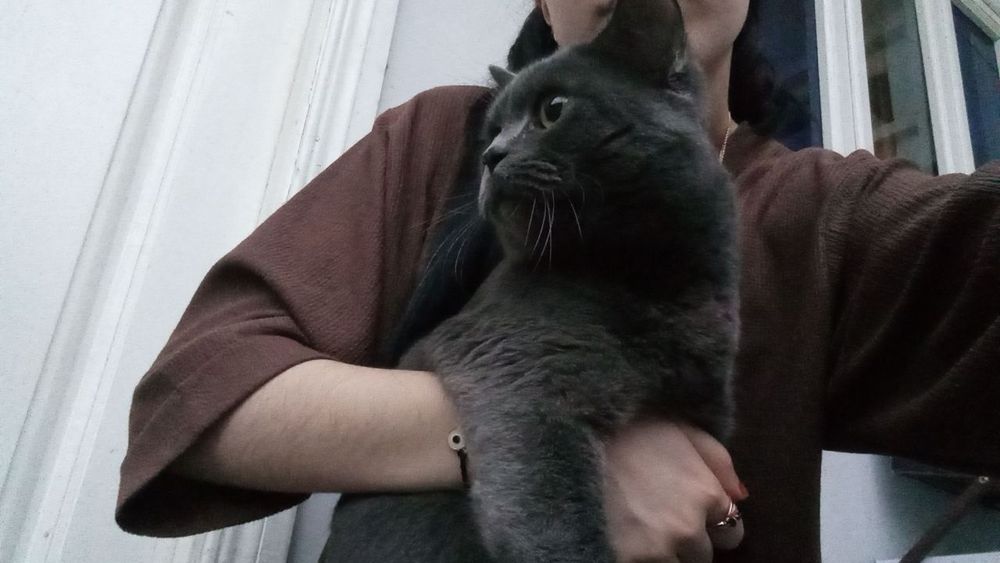 scotish strayt Andijon viloyati