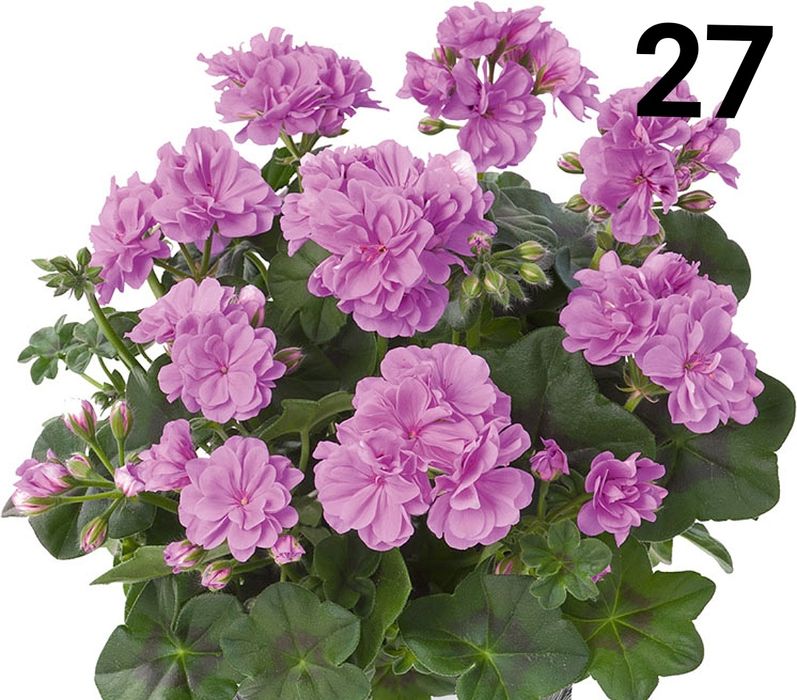 Нискостеблено мушкато -2.50€