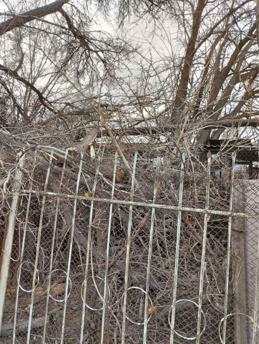 Дрова самовывоз конаев