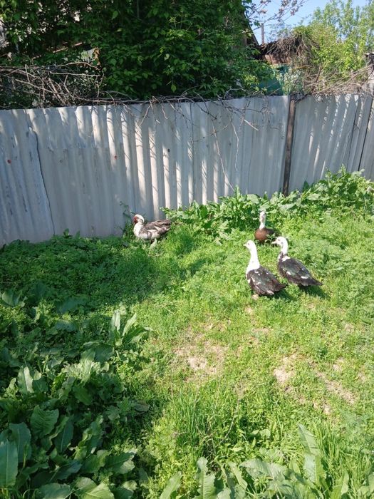 Инкубационные яйци индоутки