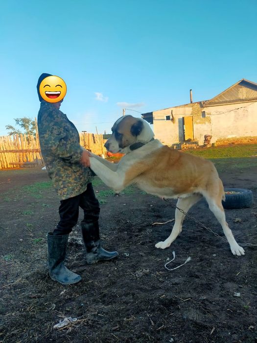 Алабай договорная