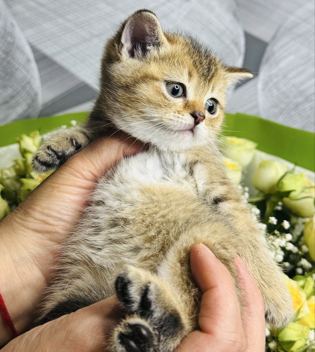 шиншилла плюшевые малыши