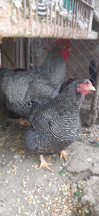 Familie gaini  Plymount rock barat