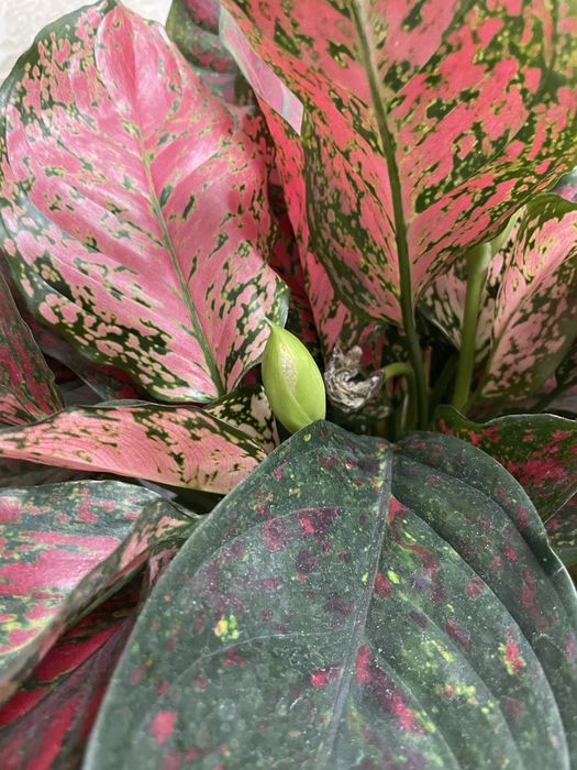 Комнатные растения Аглаонема