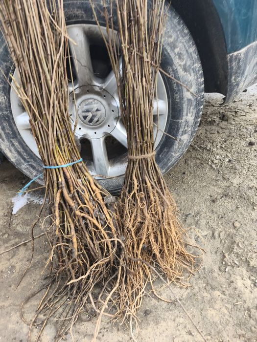 Puieții salcâm   rarice fag carpen salcâm