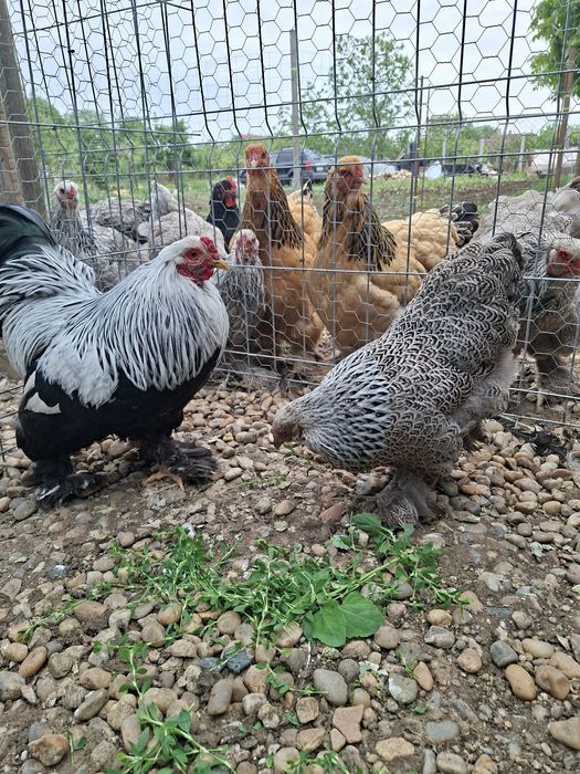 De vânzare găini Brahma Pitic HÎ