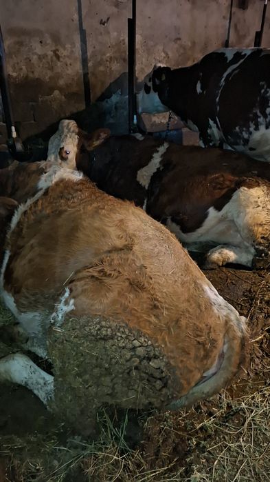 Vând două juninci gestante