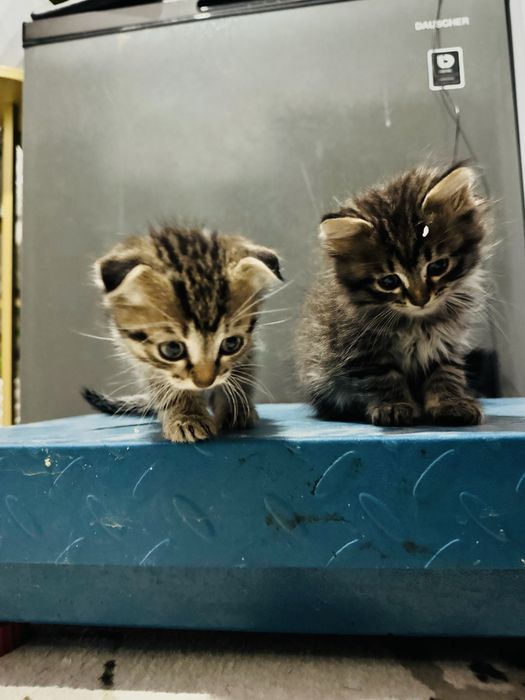 Вислоухий котята