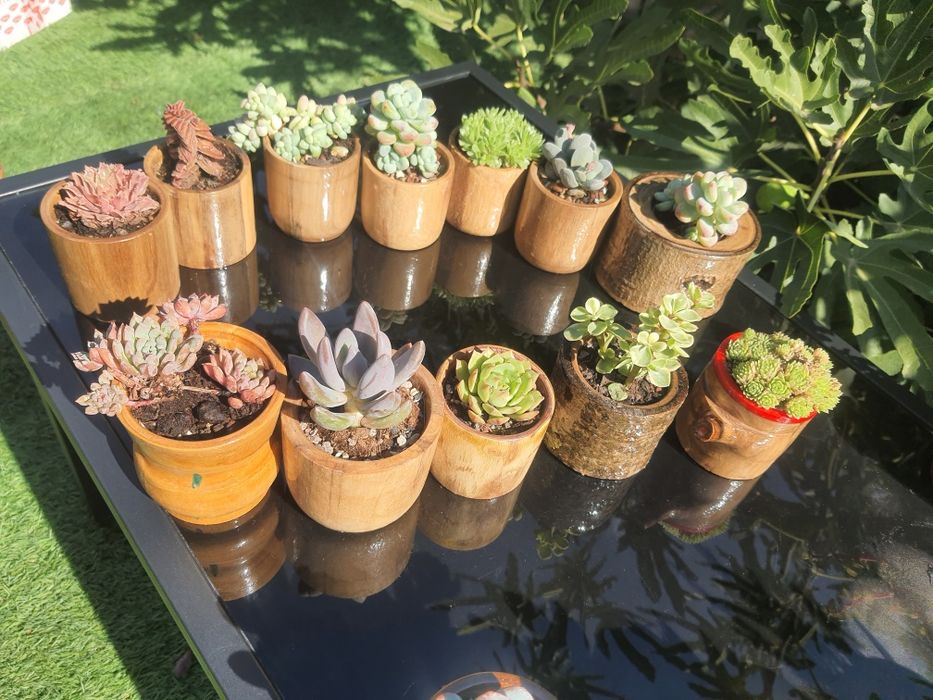 Marturii nunta si ghivece handmade cu plante suculente