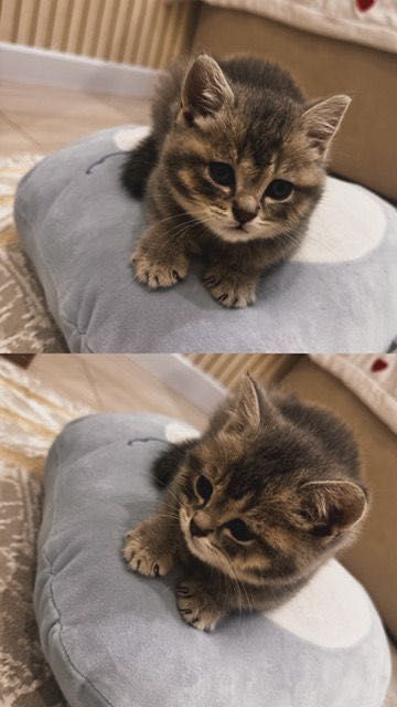 Кошка маленькая 2мес
