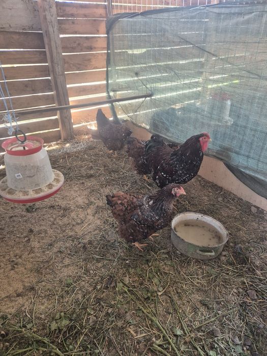 Wiandote si australorp!