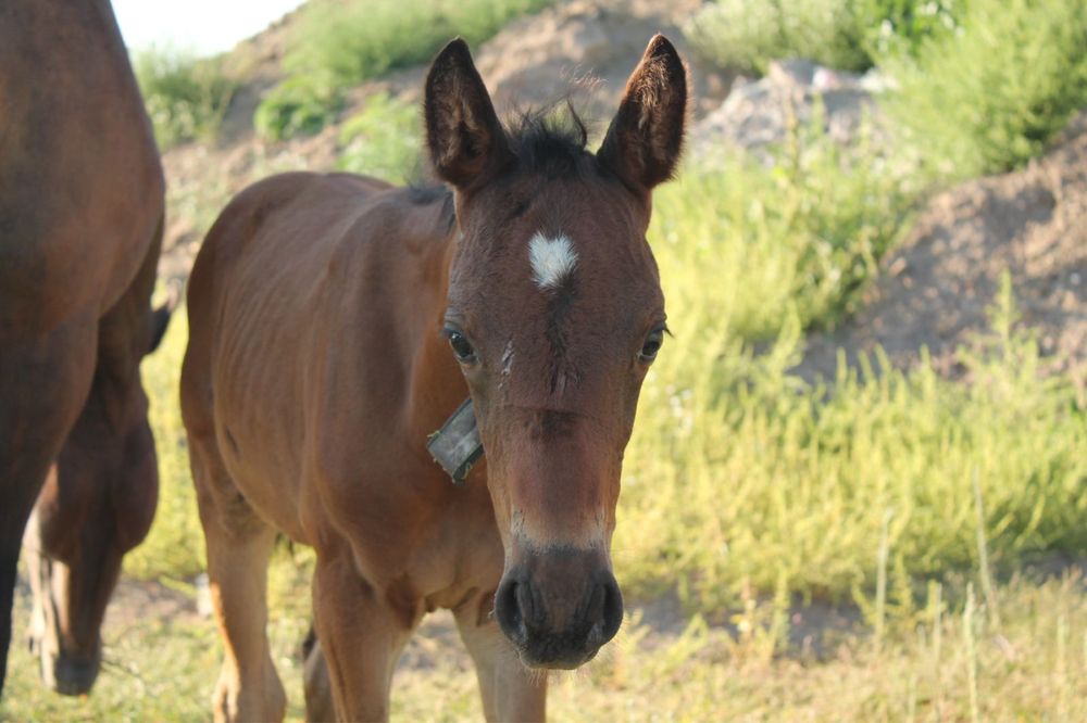 Таза қанды жабағы
