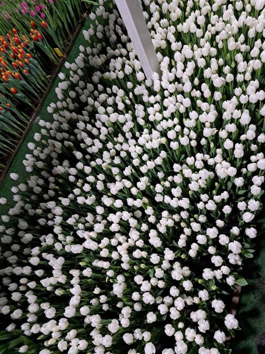 Тюльпаны Голландские в розницу