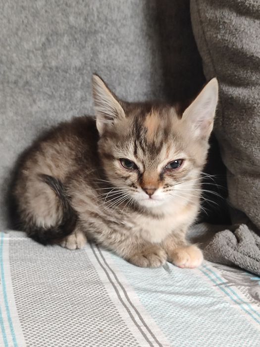 Отдадим котят бауырластар 2