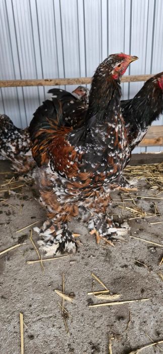 Cocoș Brahma Porțelan