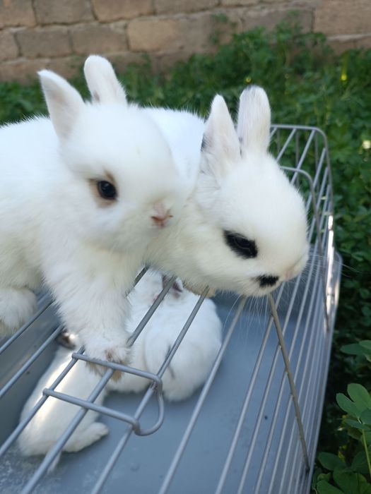 Hatot tikka quloq karlik dekarativniy quyon bolar