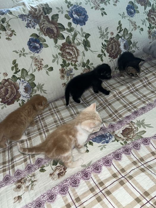 Skotish fold damashni