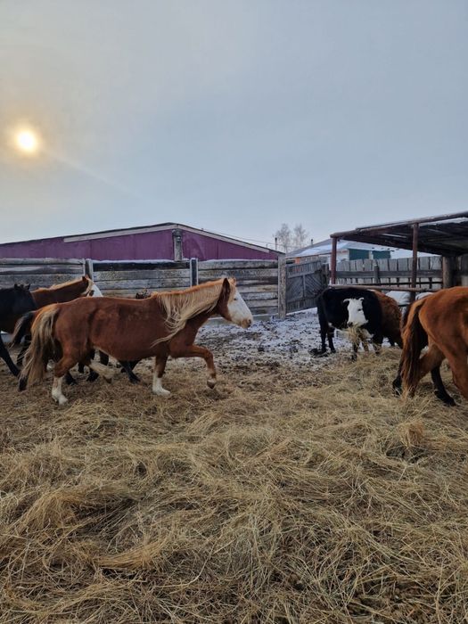 Продам кабыл ( бие)