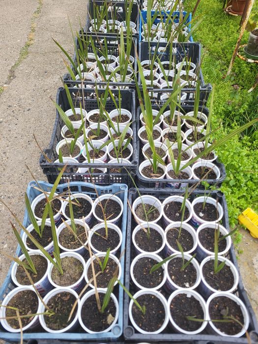 Палми от форми..