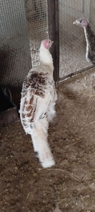 Продам молодых индюков самцов