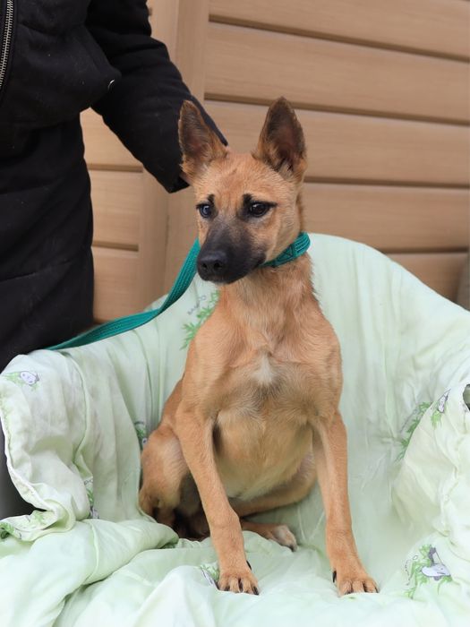 Щенята-задорные собачата