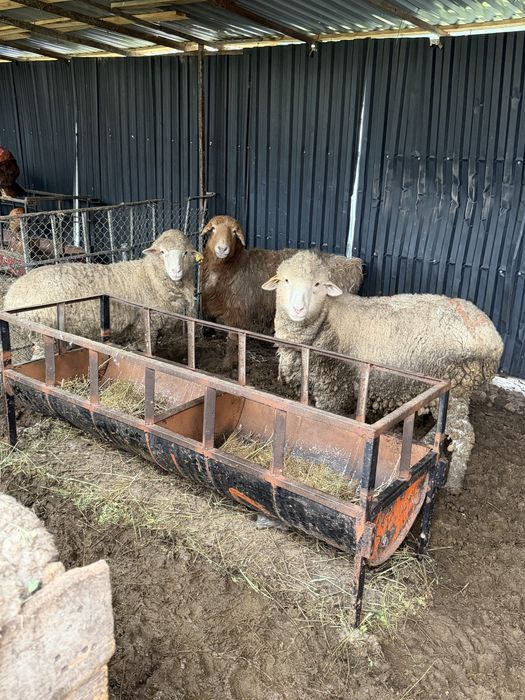 Бордақы откорм саулық бараны