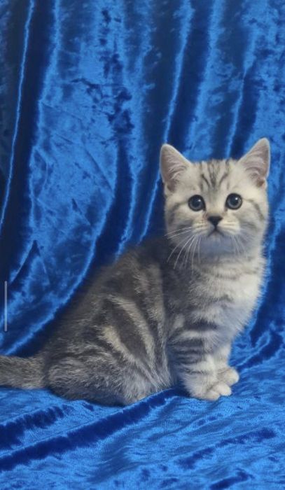 Продам породистых котят