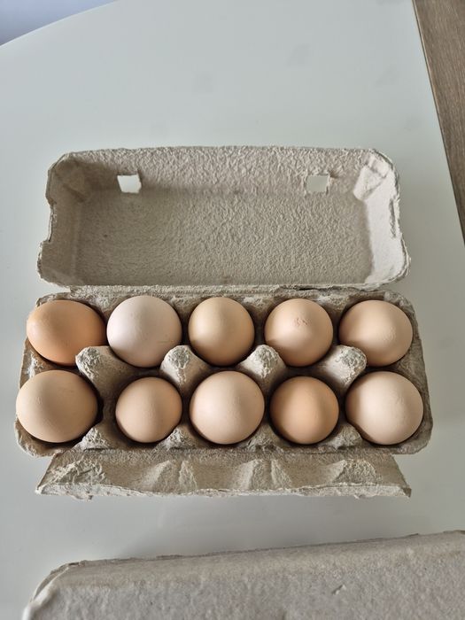 Oua de gaina pentru consum