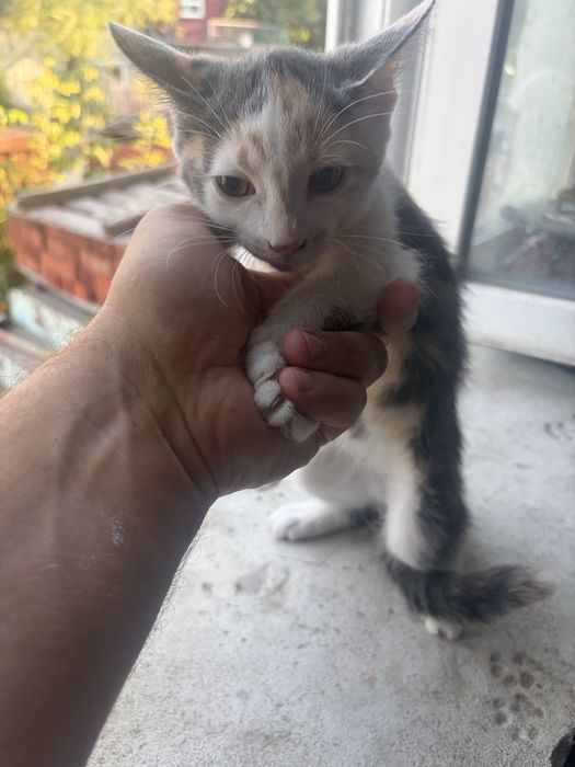 Котята бесплатно, корм в подарок!