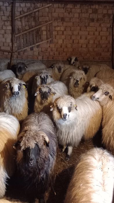 Vând oii cu miei și fără