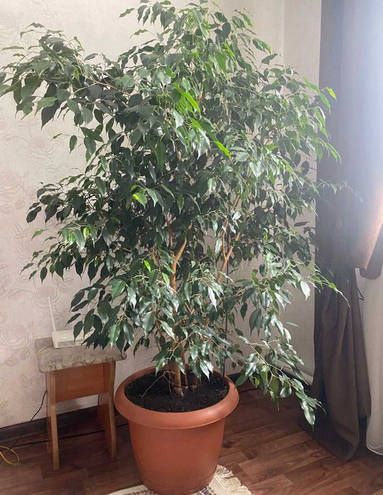 Фикус Бенджамина 1.5м