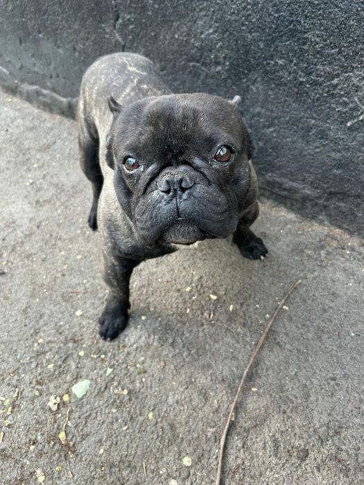 Отдам в добрые руки французского бульдога