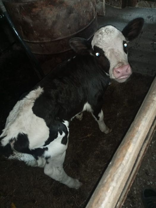 Продам.   телочку