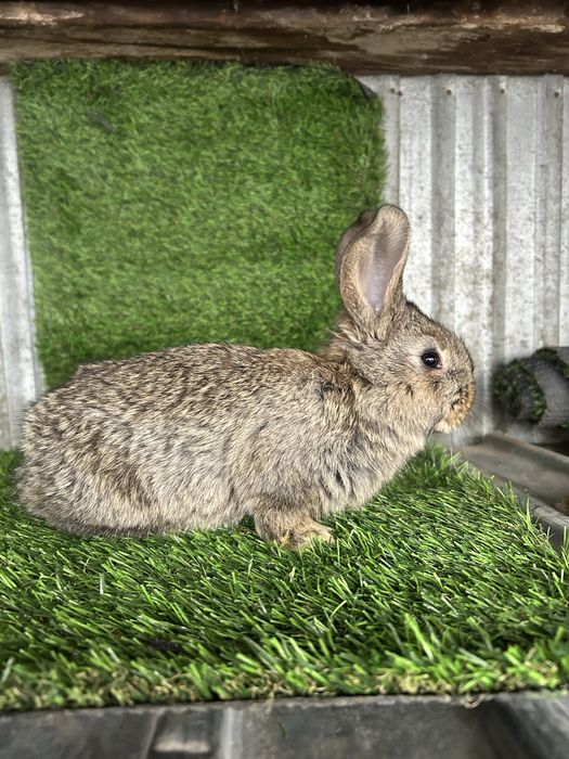 Продам месячных крольчат Фландер