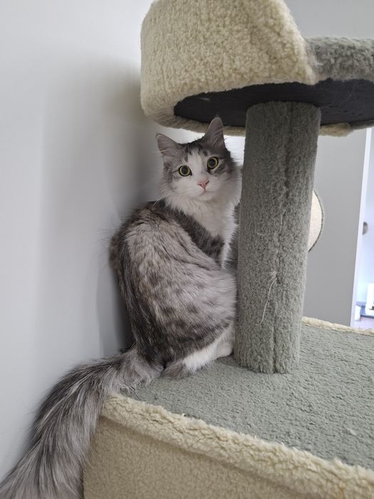 Котик мальчик кастрированный