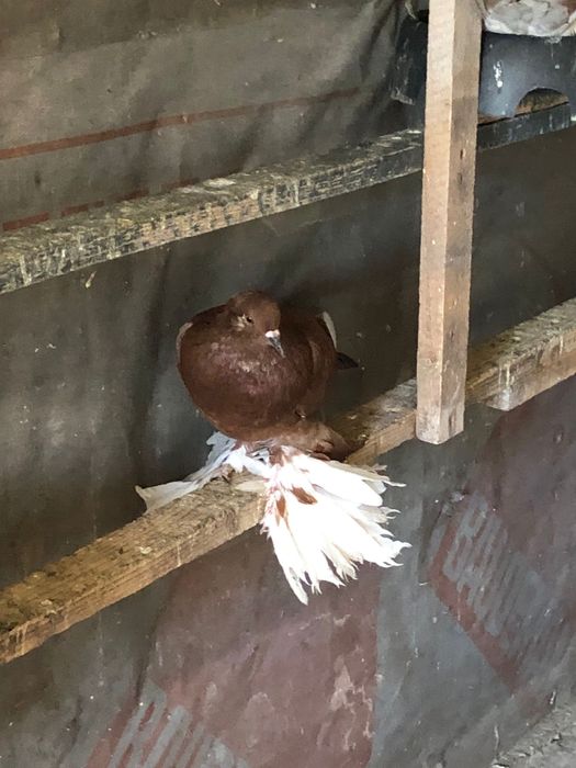 Motate liliputi si porumbei tapalagosi