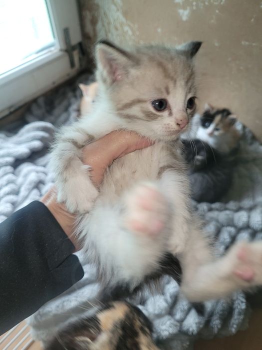 Котята в добрые руки