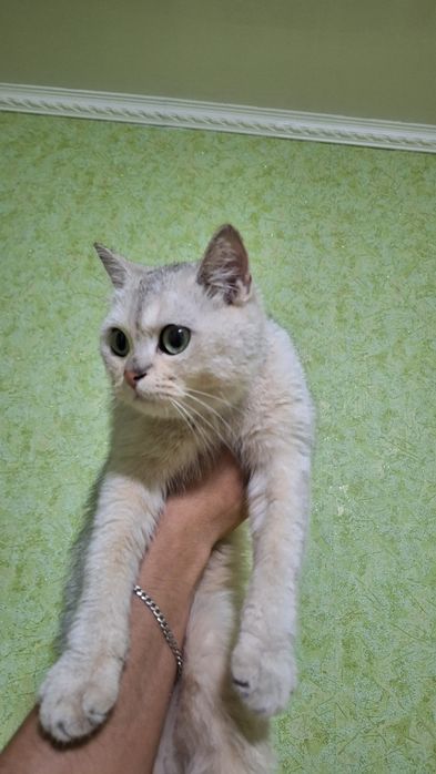 Serebiristi shinshila