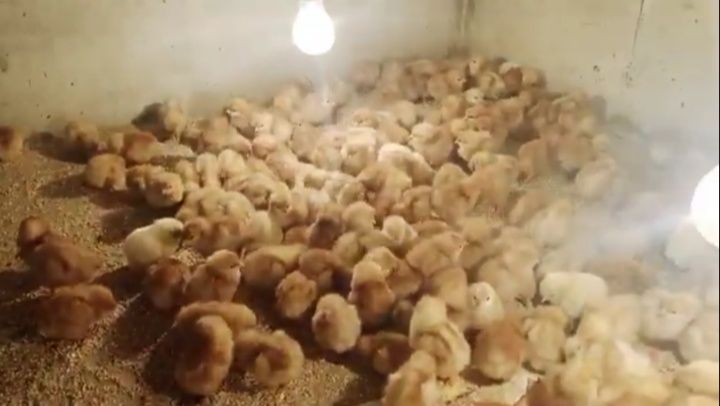 Пилета носачки Ломан Браун, Ломан Браун ЛСЛ и Иса Браун