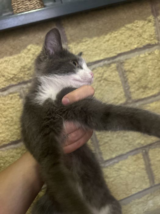 кошка бесплатно