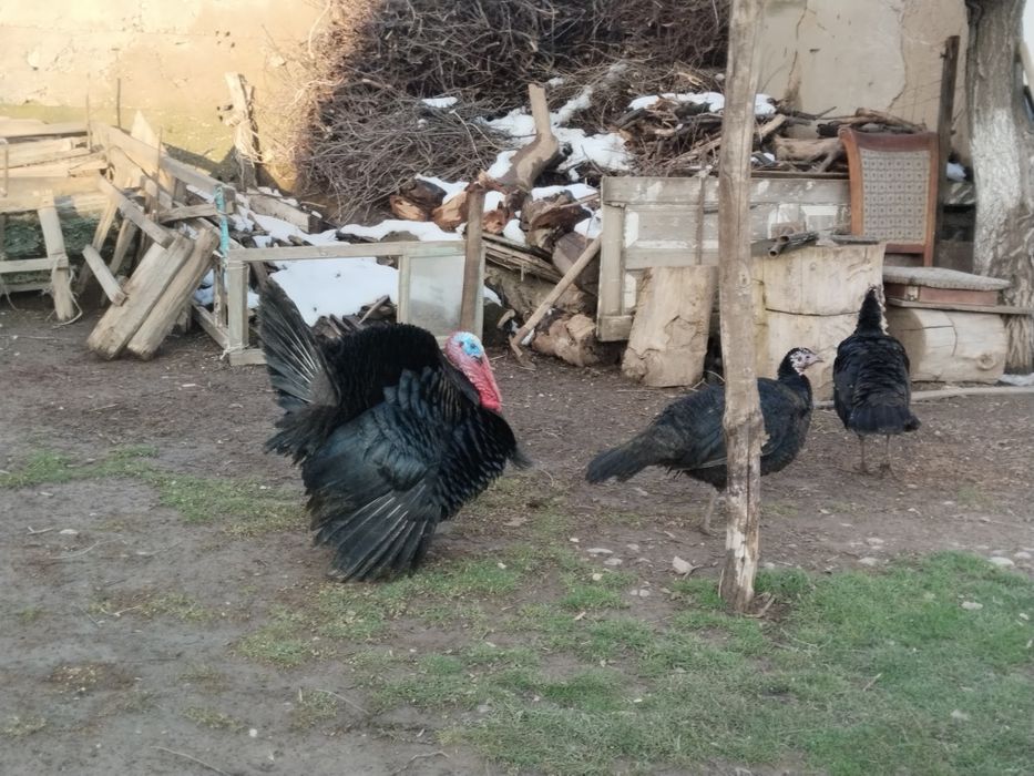 Ундык сатылады  ек мекен мен