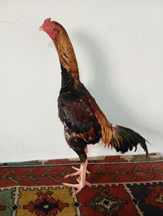 Mayski joja sotiladi vesi 4 kg